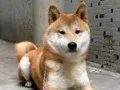 柴犬子